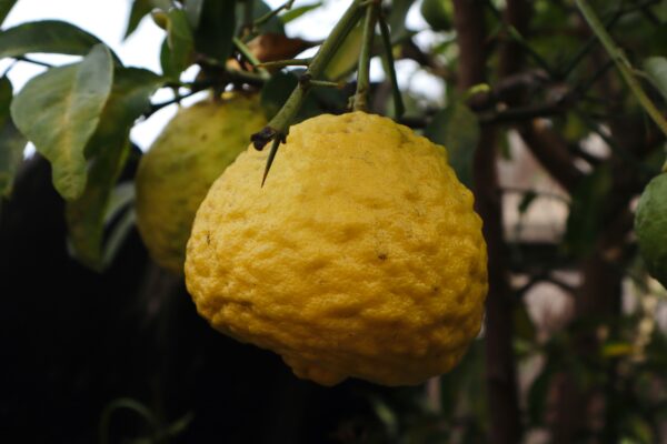 Korean yuja yuzu citrus fruit