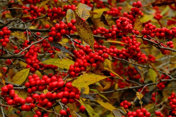 Korean omija schisandra berry