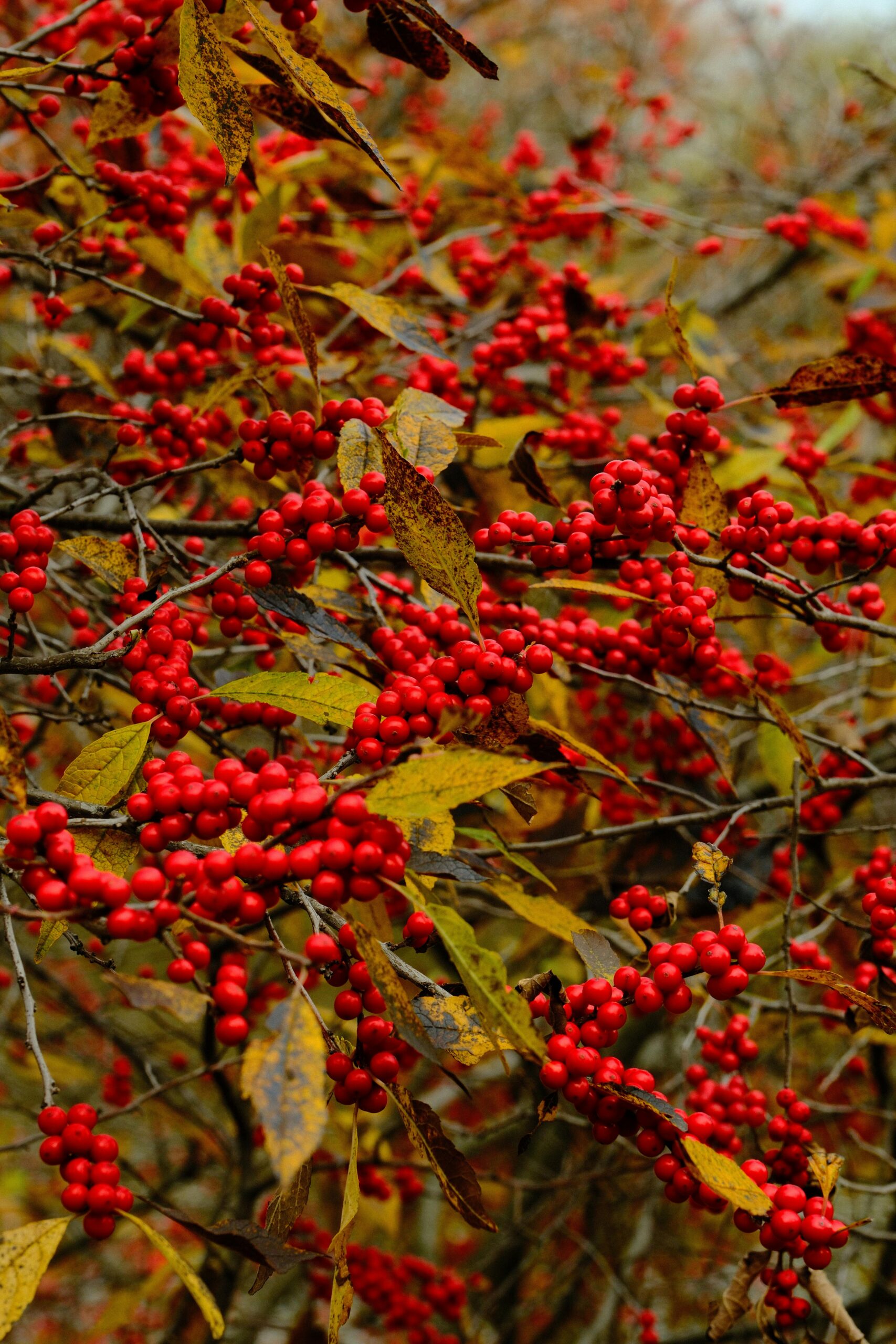 omija schisandra berry Korea